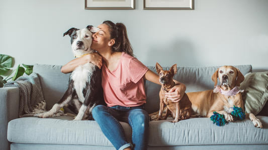 Los Beneficios del CBD para Mascotas